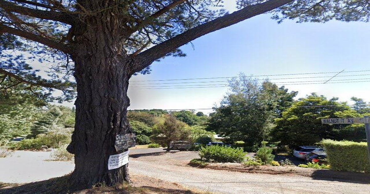 Dog Friendly Guide — Emerald