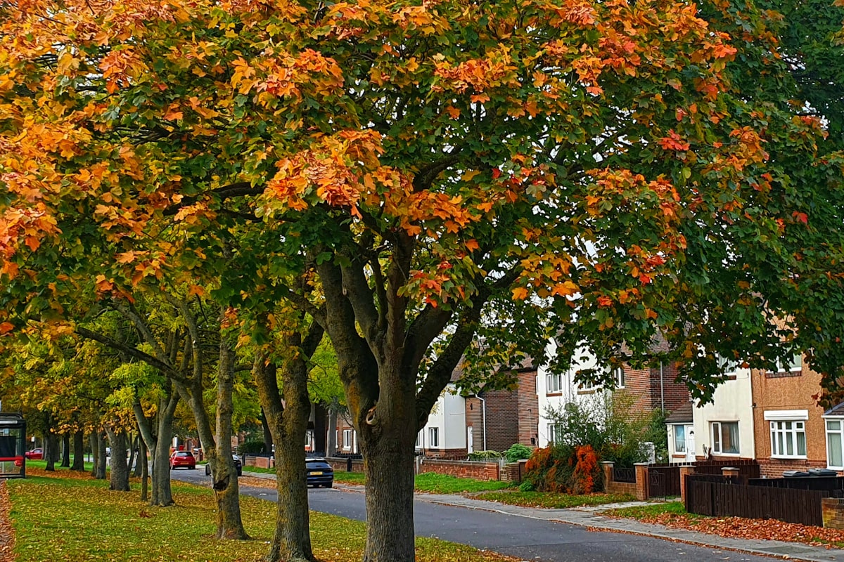 Is Hawthorn Safe? Safety Guide (2026)