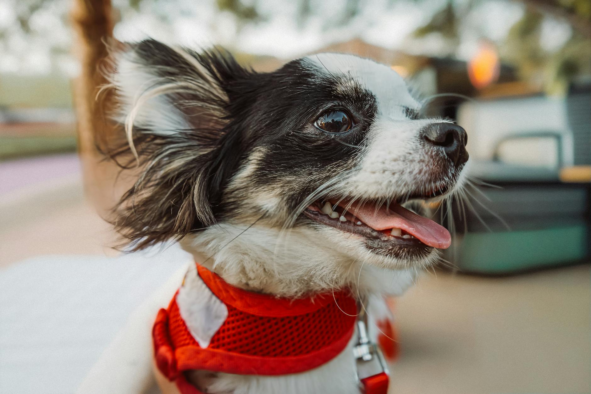 Dog-Friendly Kew — Parks, Cafes and Walks