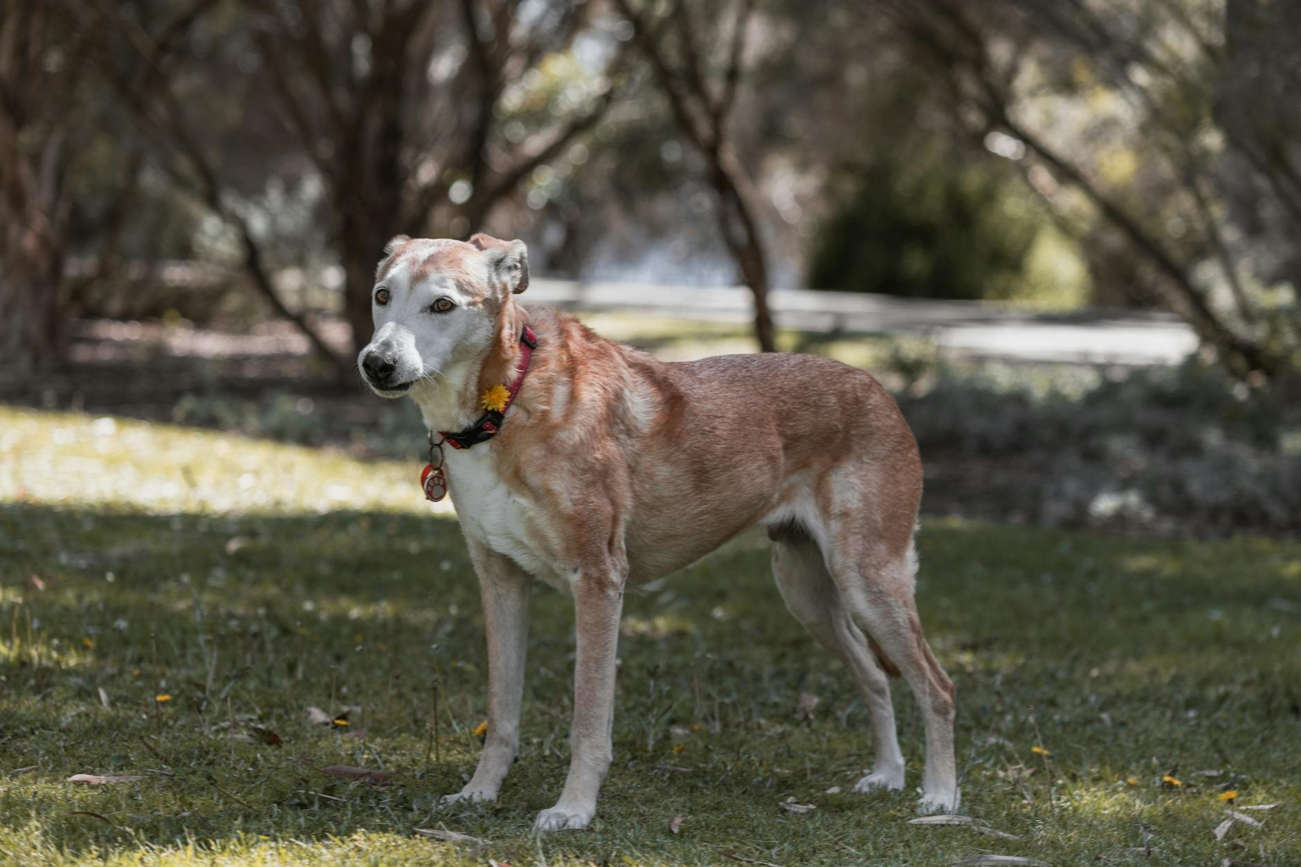 Dog-Friendly Northcote — Parks, Cafes and Walks