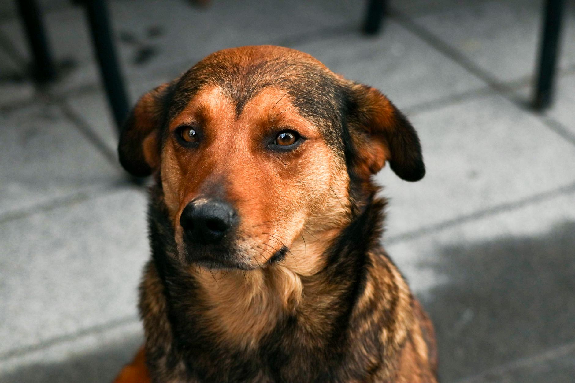 Dog-Friendly Cafes in Cranbourne South Melbourne — 2026 Guide