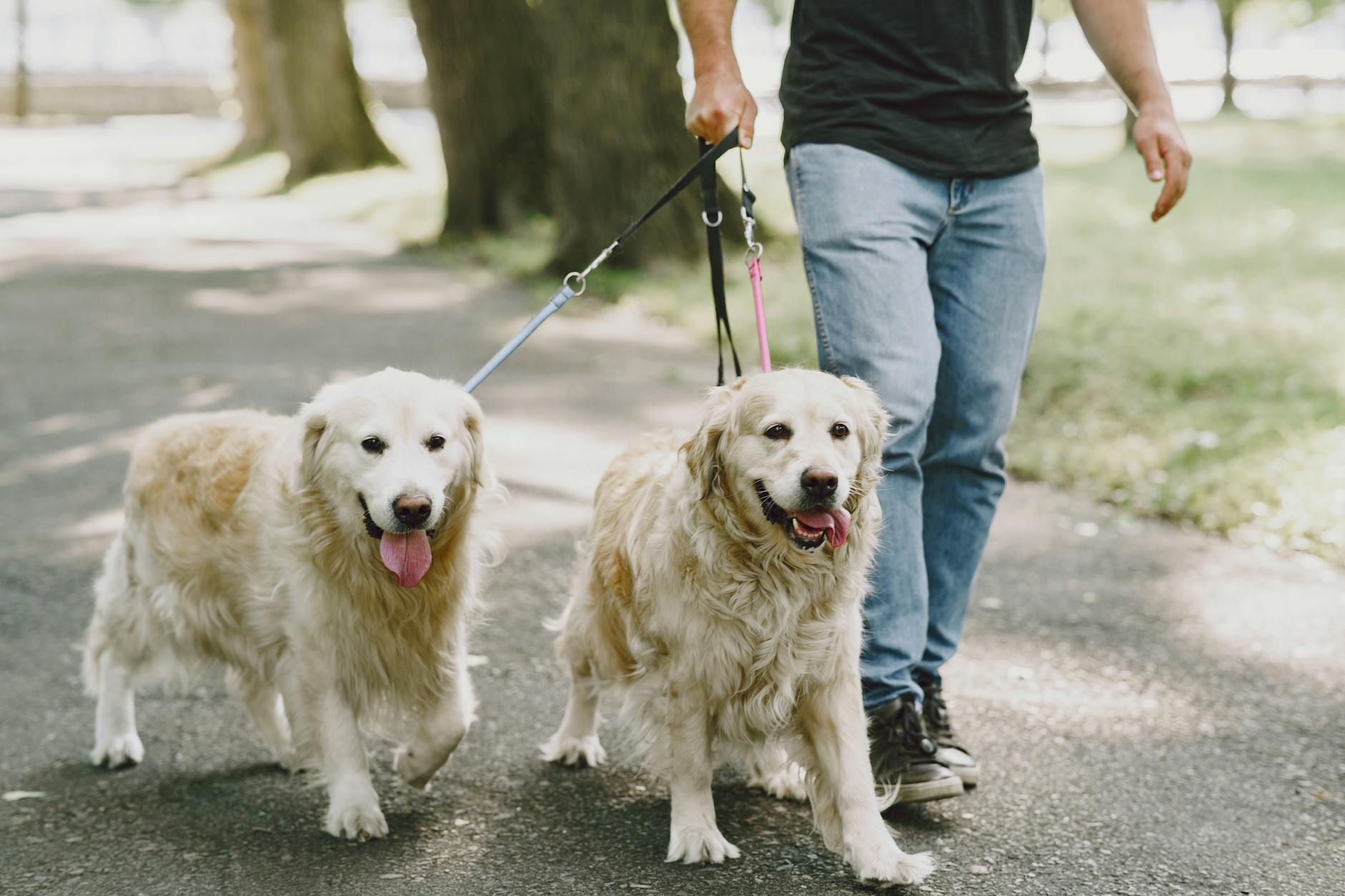 Dog-Friendly South Yarra 2026 — Parks, Cafes and Walks