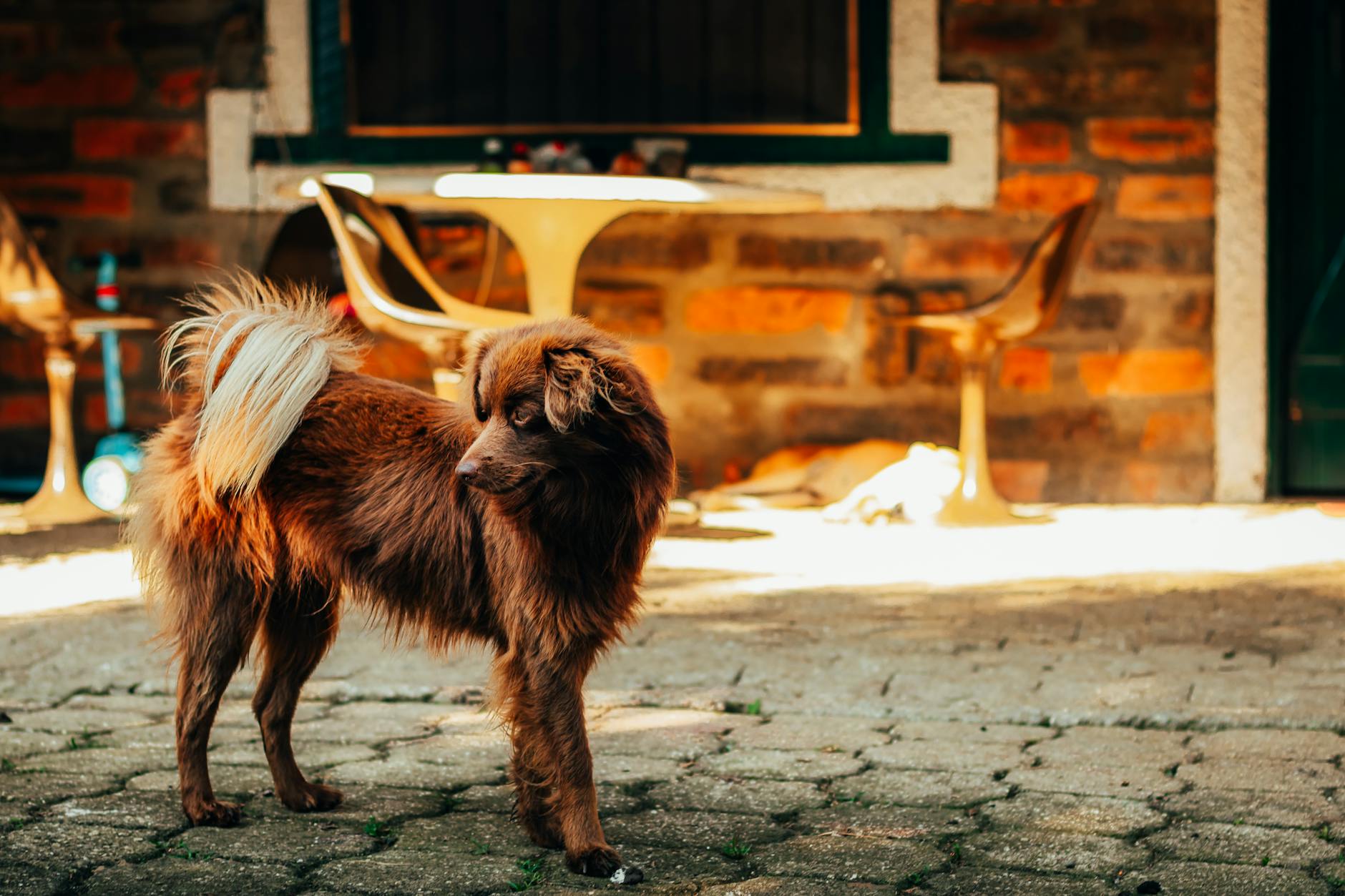 Dog-Friendly Toorak — Parks, Cafes and Walks